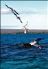Pelican diving - near Elizabeth Bay - Isabela Island - Galapagos Islands